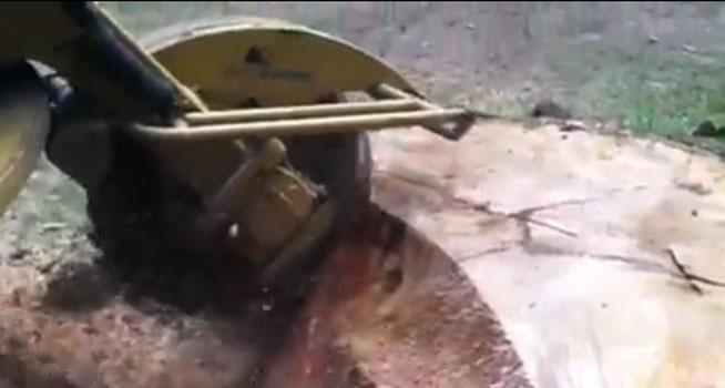 Stump Grinding