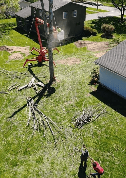 Tree Removal Services