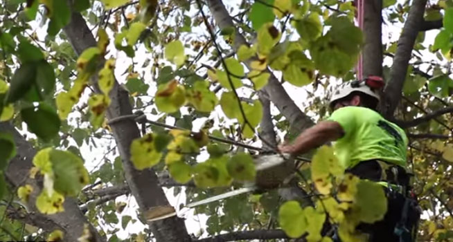 Tree Trimming