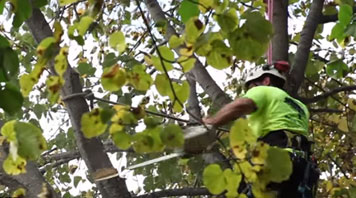 Tree Trimming