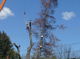 Crane Service