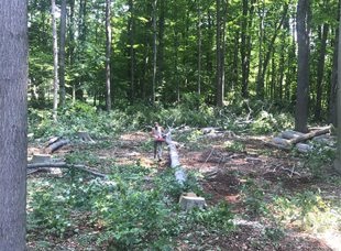 Land Clearing