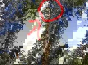 Tree Services
