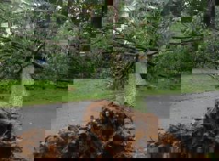 Tree Services