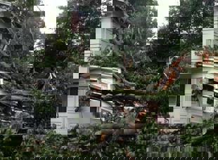 Tree Services