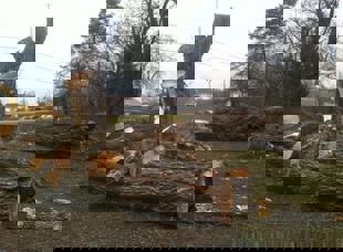 Tree Services