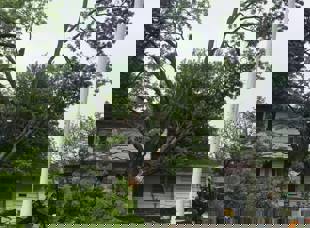 Tree Services