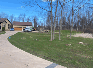 Tree Services