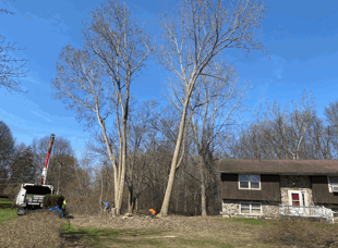 Tree Services