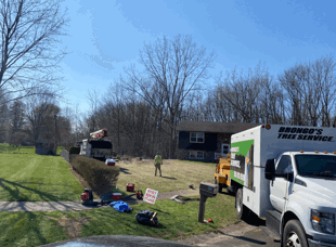 Tree Services