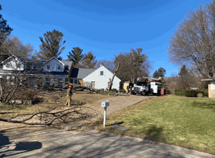 Tree Services