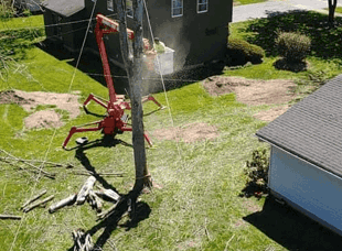 Tree Services