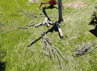 Tree Services