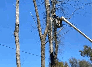 Tree Services