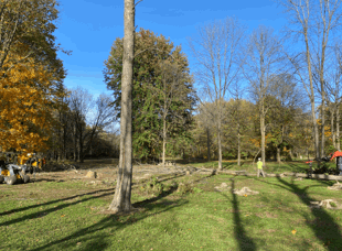 Tree Services