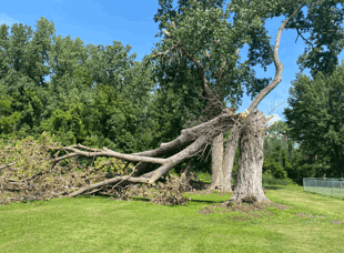 Tree Services