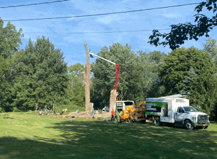 Tree Services