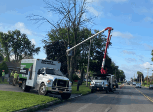 Tree Services