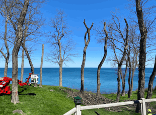 Tree Services