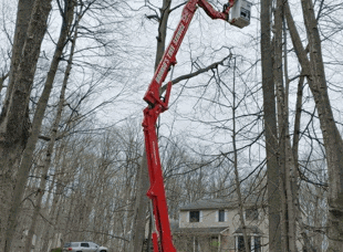 Tree Services