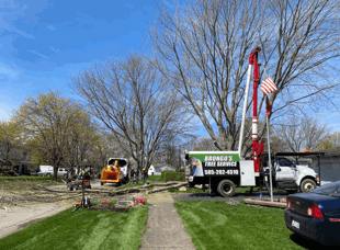 Tree Services