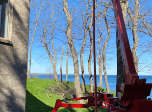 Tree Services