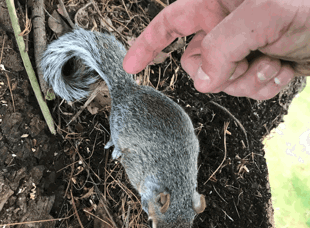 Tree Services