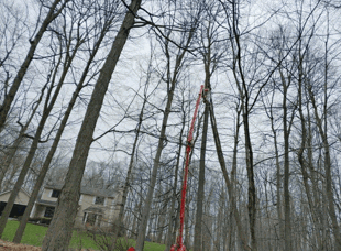 Tree Services