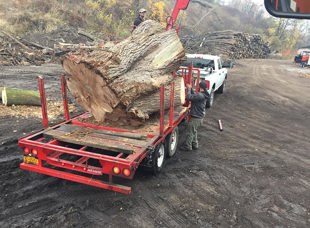 Tree Services