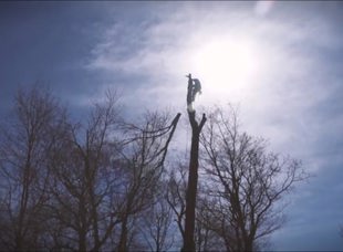 Tree Services