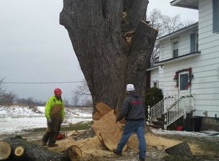 Tree Services