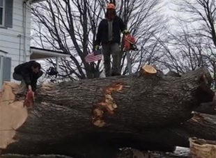 Tree Services