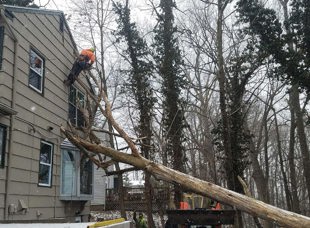 Tree Services