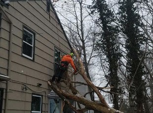 Tree Services